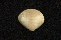 藏品(普通文蛤)的圖片